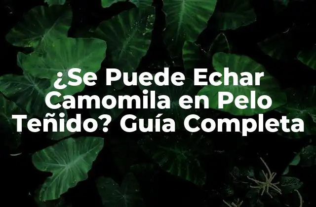 ¿se Puede Echar Camomila en Pelo Teñido? Guía Completa