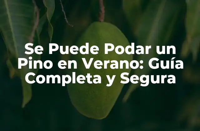 Se Puede Podar un Pino en Verano: Guía Completa y Segura