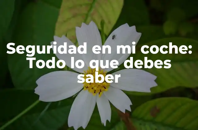 Seguridad en Mi Coche: Todo Lo que Debes Saber