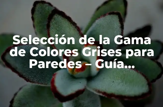 Selección de la Gama de Colores Grises para Paredes – Guía Completa