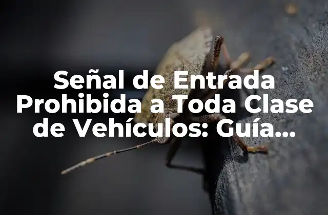 Señal de Entrada Prohibida a Toda Clase de Vehículos: Guía Completa y Actualizada