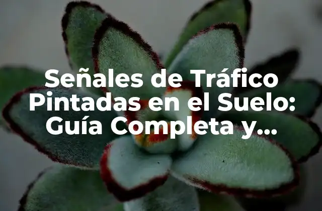 Señales de Tráfico Pintadas en el Suelo: Guía Completa y Actualizada