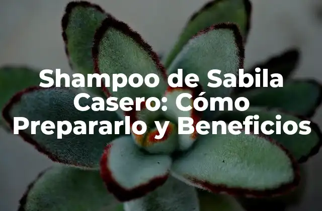 Shampoo de Sabila Casero: Cómo Prepararlo y Beneficios