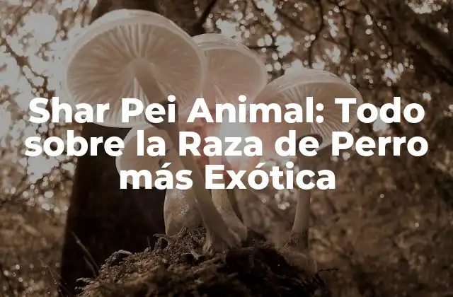 Shar Pei Animal: Todo sobre la Raza de Perro Más Exótica