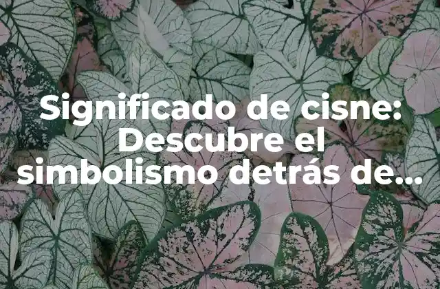 Significado de Cisne: Descubre el Simbolismo Detrás de Este Hermoso Ave