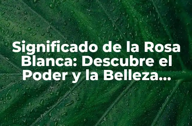 Significado de la Rosa Blanca: Descubre el Poder y la Belleza Detrás de Esta Flor