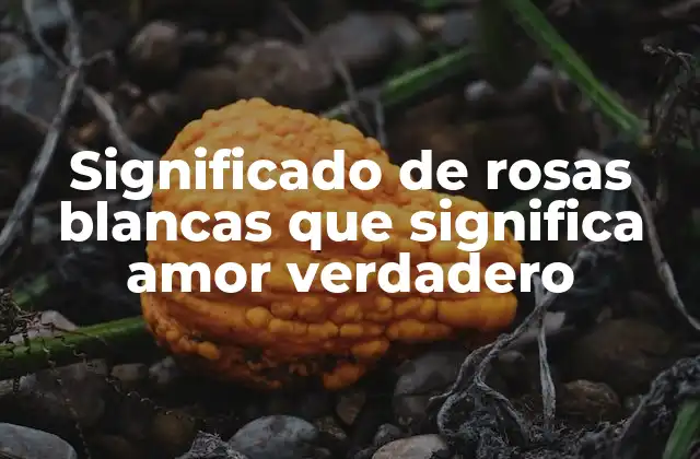 Significado de Rosas Blancas que Significa Amor Verdadero 2 Orígenes del significado de las rosas blancas que significan amor verdadero