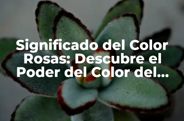 Significado Del Color Rosas: Descubre el Poder Del Color Del Amor