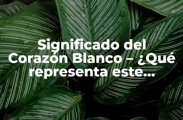Significado Del Corazón Blanco – ¿qué Representa Este Símbolo?