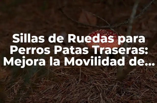 Sillas de Ruedas para Perros Patas Traseras: Mejora la Movilidad de Tu Mascota