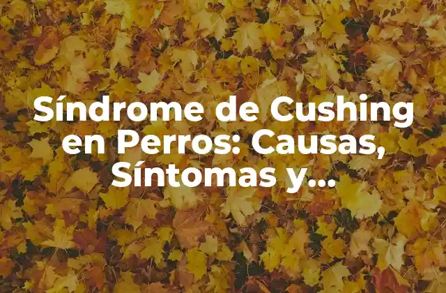 Síndrome de Cushing en Perros: Causas, Síntomas y Tratamiento 2 ¿Qué es el Síndrome de Cushing en Perros?