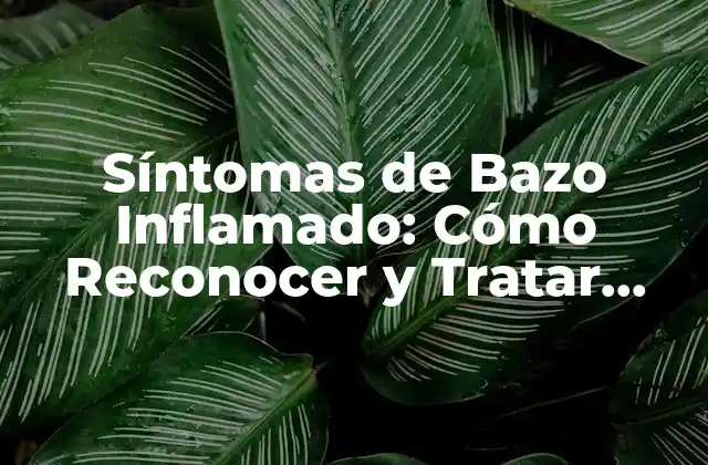 Síntomas de Bazo Inflamado: Cómo Reconocer y Tratar Esta Condición 2 ¿Qué es un Bazo Inflamado?