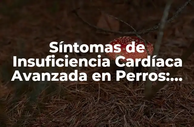 Síntomas de Insuficiencia Cardíaca Avanzada en Perros: Guía Completa