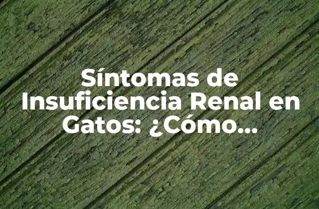 Síntomas de Insuficiencia Renal en Gatos: ¿cómo Detectarlos?