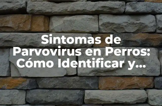 Sintomas de Parvovirus en Perros: Cómo Identificar y Tratar Esta Enfermedad Canina