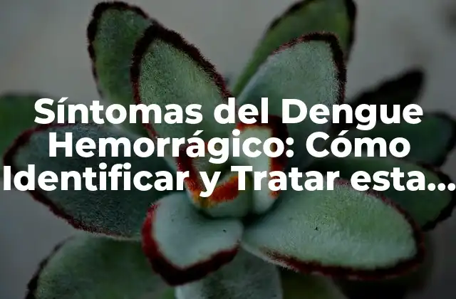 Síntomas Del Dengue Hemorrágico: Cómo Identificar y Tratar Esta Enfermedad