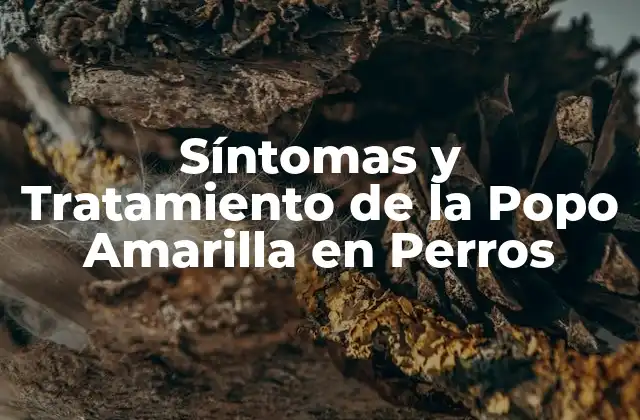 Síntomas y Tratamiento de la Popo Amarilla en Perros