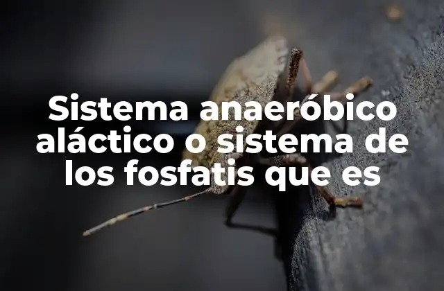 Sistema Anaeróbico Aláctico o Sistema de los Fosfatis que es