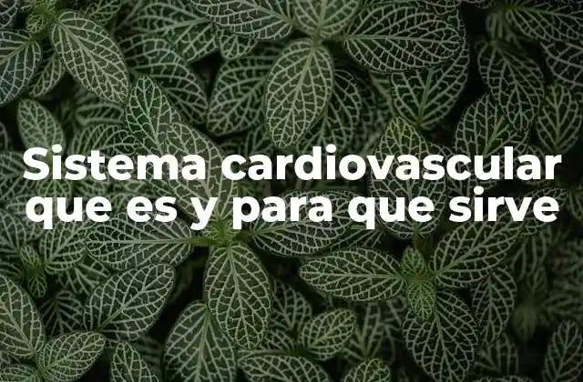Sistema Cardiovascular que es y para que Sirve