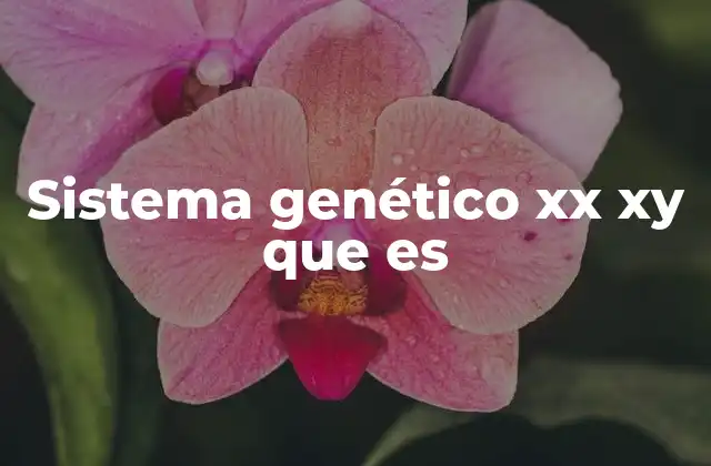 Sistema Genético Xx Xy que es