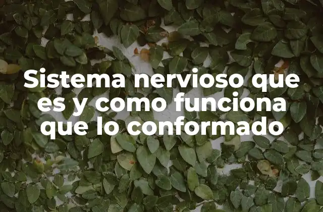 Sistema Nervioso que es y como Funciona que Lo Conformado