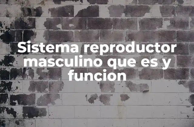 Sistema Reproductor Masculino que es y Funcion