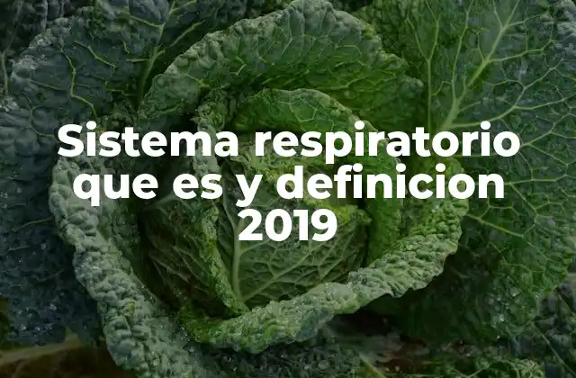 Sistema Respiratorio que es y Definicion 2019