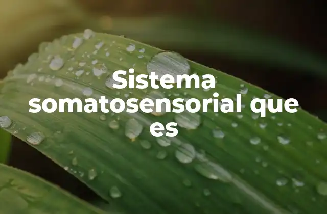 Sistema Somatosensorial que es
