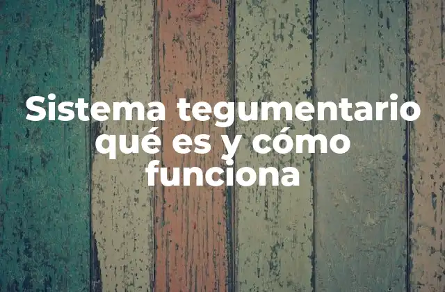 Sistema Tegumentario Qué es y Cómo Funciona