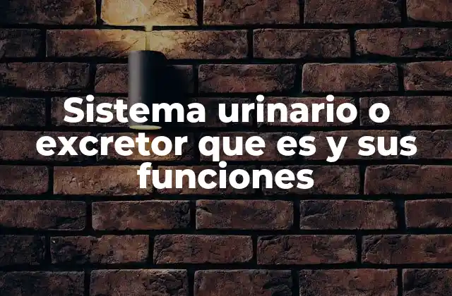 Sistema Urinario o Excretor que es y Sus Funciones