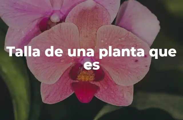 Estructura y función de la talla vegetal