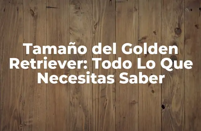 Tamaño Del Golden Retriever: Todo Lo que Necesitas Saber