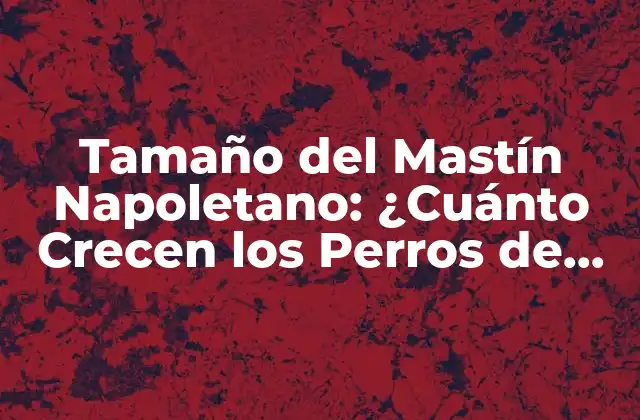 Tamaño Del Mastín Napoletano: ¿cuánto Crecen los Perros de Esta Raza?
