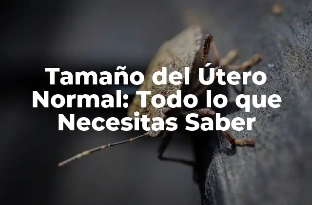 Tamaño Del Útero Normal: Todo Lo que Necesitas Saber