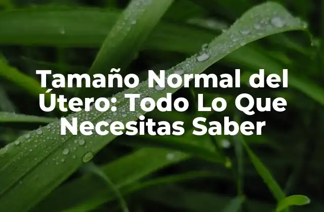 Tamaño Normal Del Útero: Todo Lo que Necesitas Saber