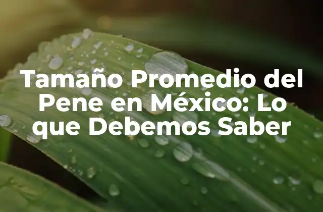 Tamaño Promedio Del Pene en México: Lo que Debemos Saber