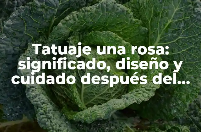 Tatuaje una Rosa: Significado, Diseño y Cuidado Después Del Proceso