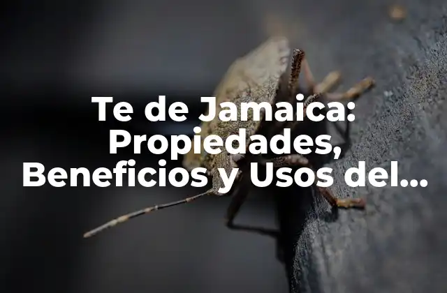 Orígenes y Historia del Te de Jamaica