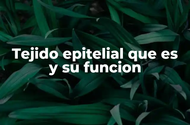Tejido Epitelial que es y Su Funcion