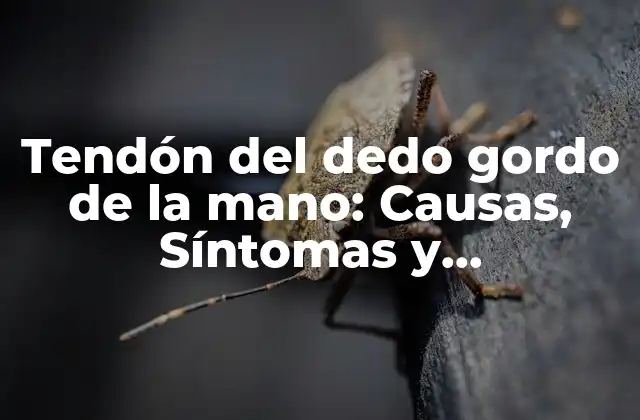 Tendón Del Dedo Gordo de la Mano: Causas, Síntomas y Tratamientos 2 Anatomía del tendón del dedo gordo de la mano