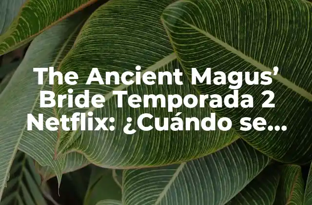 The Ancient Magus' Bride Temporada 2 Netflix: ¿cuándo Se Estrenará? 2 La Recepción de la Primera Temporada