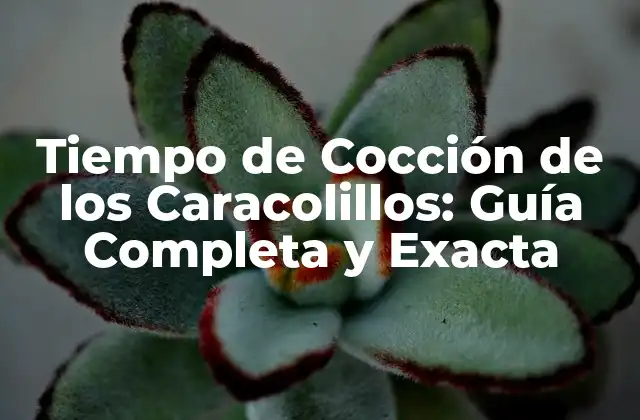 Tiempo de Cocción de los Caracolillos: Guía Completa y Exacta