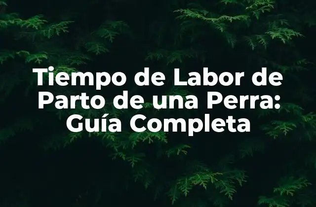 Tiempo de Labor de Parto de una Perra: Guía Completa