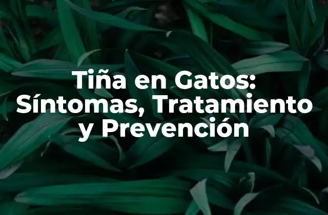 Tiña en Gatos: Síntomas, Tratamiento y Prevención