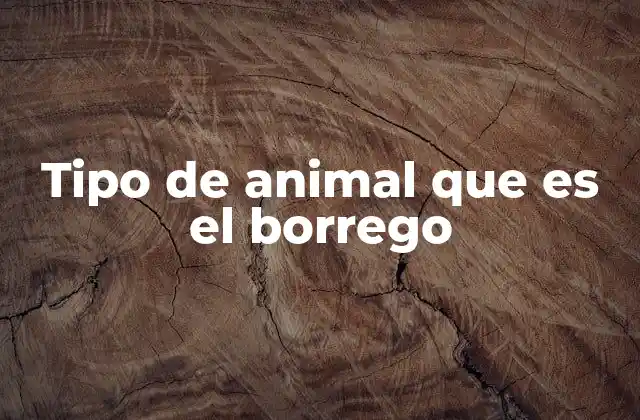 Tipo de Animal que es el Borrego