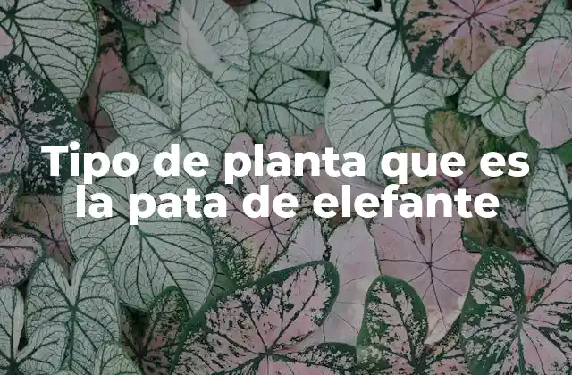Tipo de Planta que es la Pata de Elefante