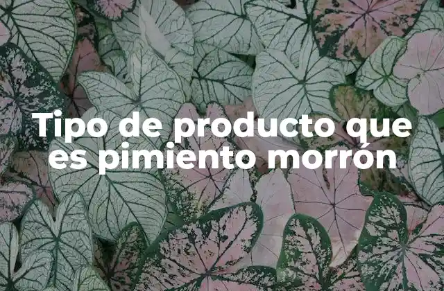 Tipo de Producto que es Pimiento Morrón 2 Clasificación y características del pimiento morrón