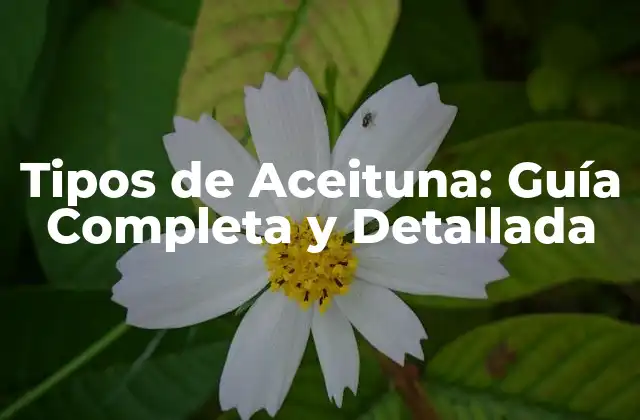 Clasificación de las Aceitunas por su Forma y Tamaño