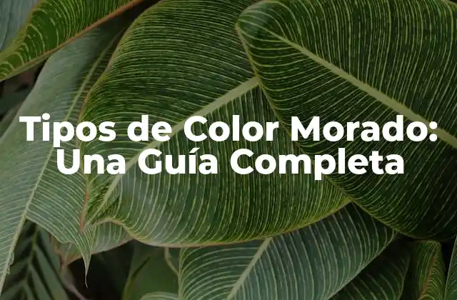 Tipos de Color Morado: una Guía Completa