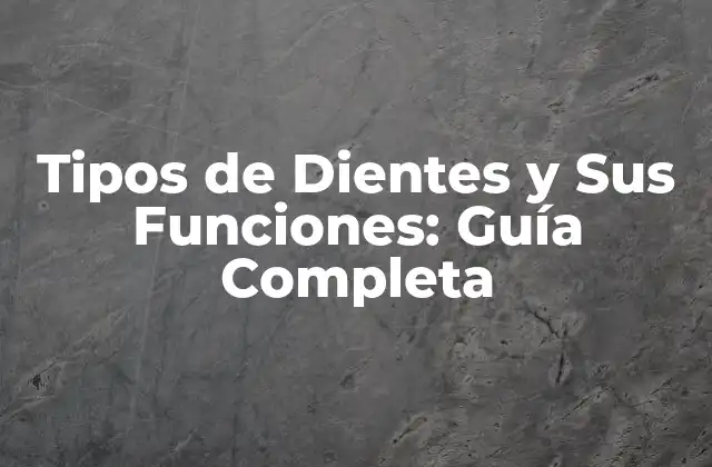 Tipos de Dientes y Sus Funciones: Guía Completa